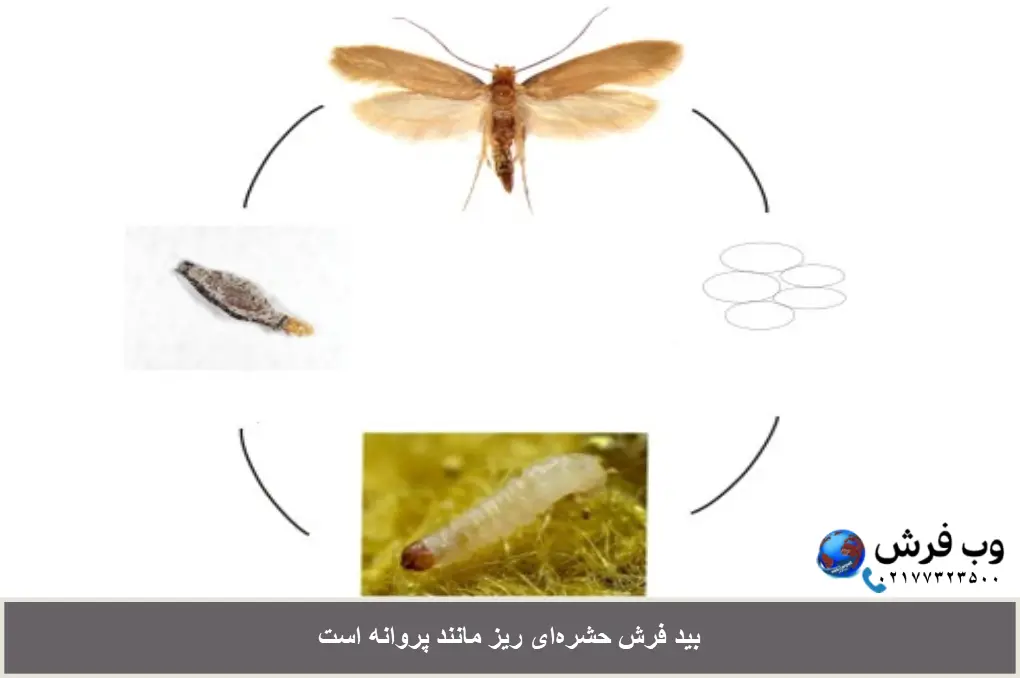 بید فرش چه شکلیه؟ بید فرش مانند پروانه‌های کوچک است